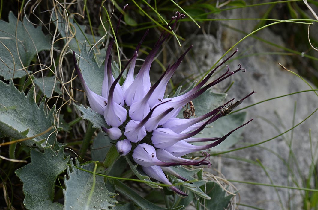 Physoplexis comosa / Raponzolo di roccia